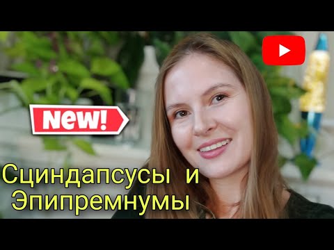 Видео: Обзор коллекции СЦИНДАПСУСОВ и ЭПИПРЕМНУМОВ  2.0/Очень много видов😀/Расскажу и покажу всё 💚