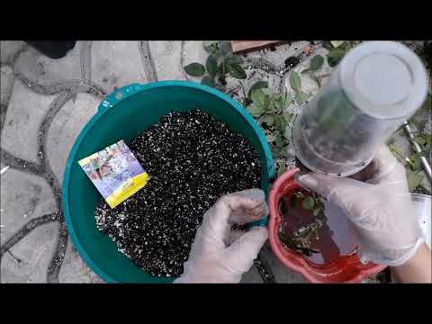 Видео: Укоренение клематисов и роз черенками летом . Результат укоренения.