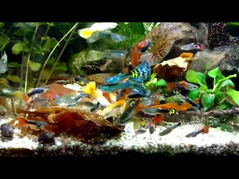 Видео: Как я создала АКВАРИУМ   ТОЛЬКО С САМЦАМИ ГУППИ. Проект "Подводные бабочки"