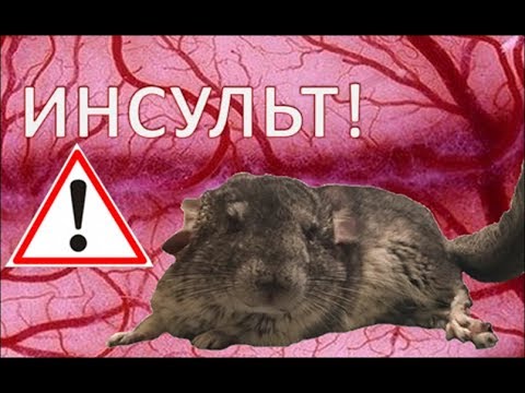 Видео: ИНСУЛЬТ у ШИНШИЛЛ! Почему возникает? Как избежать и как ЛЕЧИТЬ?