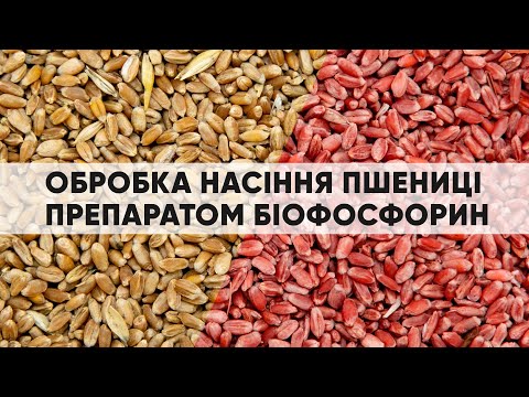 Видео: Предпосевная обработка зерна пшеницы препаратом Биофосфорин (фосфор калий мобилизатор) ENZIM Agro