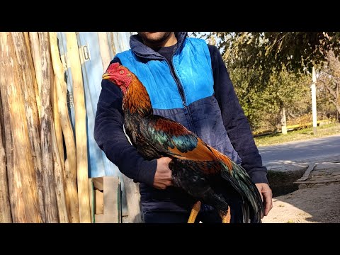 Видео: 11 ноября 2025 г.