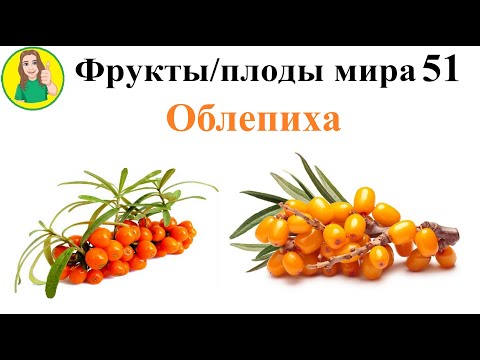 Видео: Фрукты / плоды мира 51 – Облепиха Сыроедение Фрукторианство