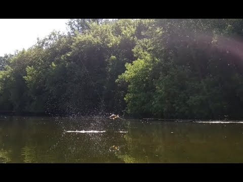 Видео: ДЕНЬ ГОЛОВЛЯ... и Jackall Chubby Minnow