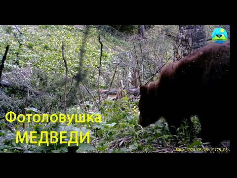 Видео: Мишки и фотоловушки