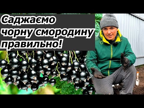 Видео: Саджаємо чорну смородину- що класти в лунку для гарного вкорінення.