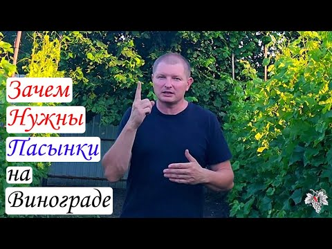 Видео: Зачем нужны пасынки на винограде?! Пасынкование Винограда