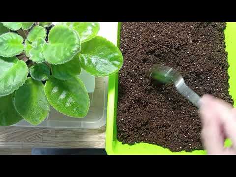 Видео: Фиалка что делать если перелита ?#фиалка 