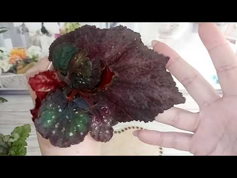 Видео: Бегония - любовь моя. 16 серия.