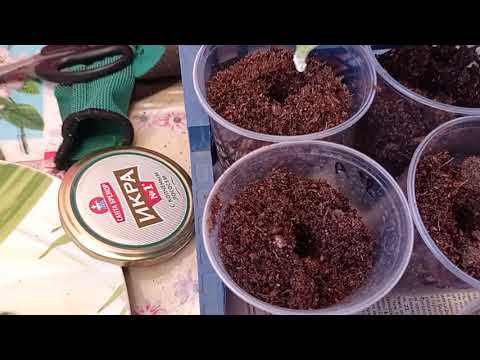 Видео: Черенкование гвоздики вегетативной ампельной 11.10.21