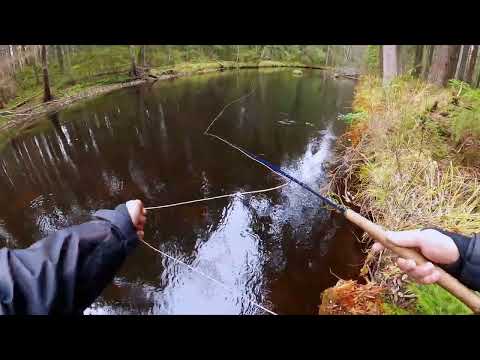 Видео: Kola-Salmon M 1 Expert, шнур для рыбалки с восхитительными эмоциями.