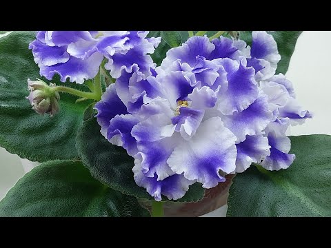 Видео: 22.04.24./Выставка фиалок(МК) АПРЕЛЬ 2024#фиалки#выставка#домфиалки#