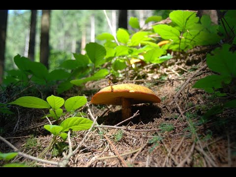 Видео: ЗАСОЛКА МАСЛЯТ #грибы #блюда #рецепты #тихаяохота #грибники