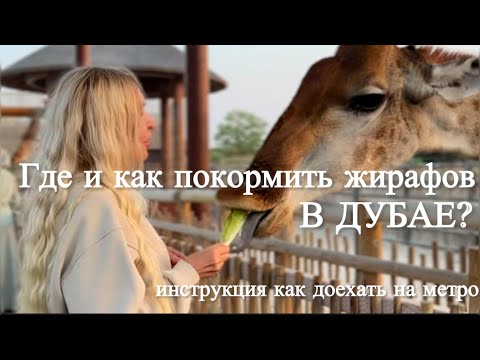 Видео: Сколько стоит покормить жирафа в Дубае? Обзор сафари парка в Дубае