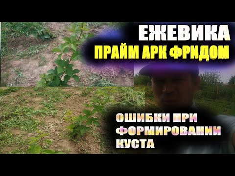 Видео: Ежевика Прайм арк фридом.Ошибки при формировании куста
