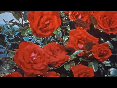 Видео: Остання розпаковка троянд сезону 2025, розплідник Мір роз.