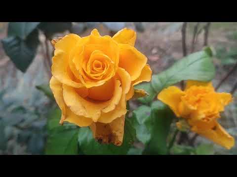 Видео: Учимся жить в селе...