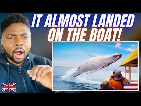 Видео: САМЫЕ БЕЗУМНЫЕ ВСТРЕЧИ С ЖИВОТНЫМИ ВСЕХ ВРЕМЁН! — Brit Reacts