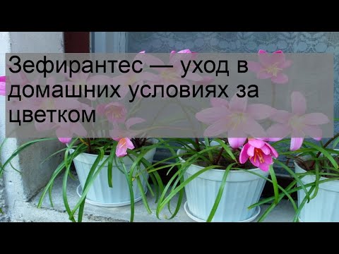 Видео: Зефирантес — уход в домашних условиях за цветком