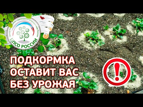 Видео: Такая подкормка клубники оставит вас без ягод. Как подкармливать землянику.