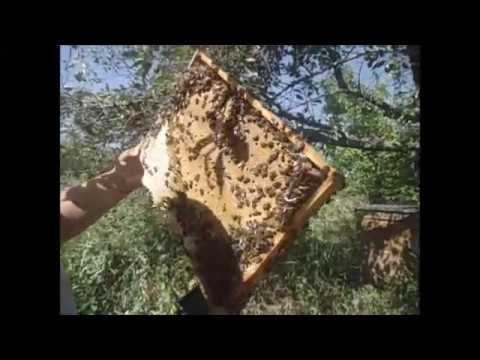 Видео: Среднерусские пчелы татарской популяции (постановка третьих корпусов).