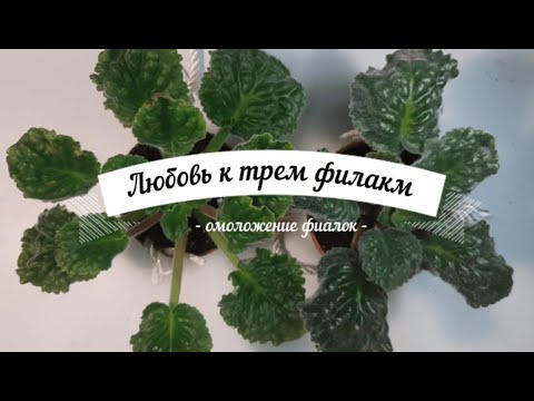 Видео: Омоложение фиалок