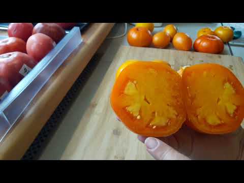 Видео: Золотой Кенигсберг томат. Дегустация.