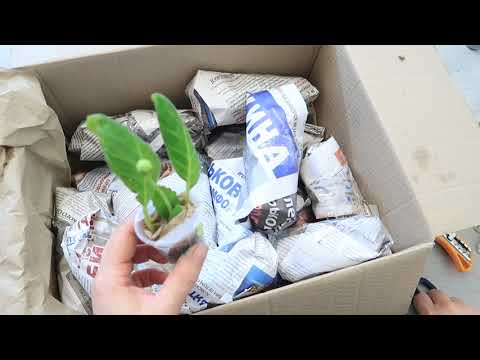 Видео: Распаковка посылки с ГЛОКСИНИЯМИ. ПОВЕЗЛО ИЛИ НЕТ?