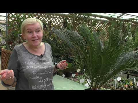 Видео: Саго́вник или Ци́кас.