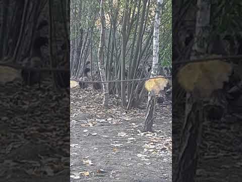 Видео: Хаки Кэмпбелл самая простая в разведении.