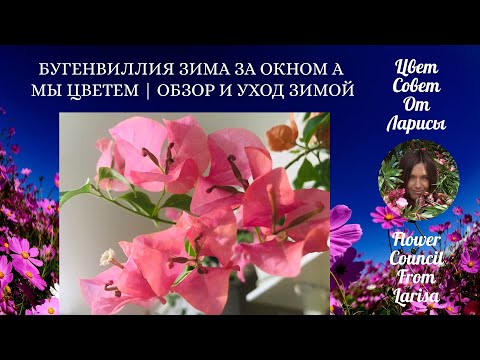 Видео: БУГЕНВИЛЛИЯ ЗИМА ЗА ОКНОМ А МЫ ЦВЕТЕМ | ОБЗОР И УХОД ЗИМОЙ 4К