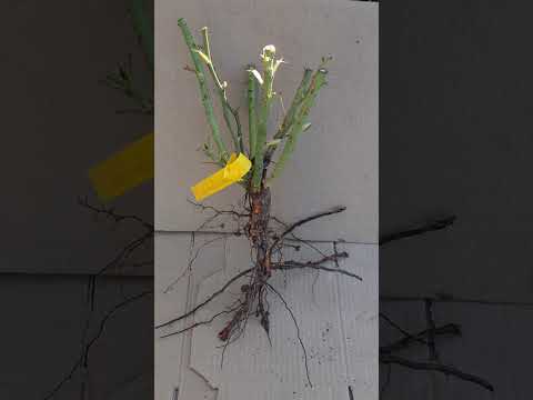 Видео: Высаживаем розы ОКС осенью правильно. Питомник роз Полины Козловой, rozarium.biz