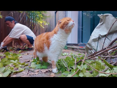 Видео: Из джунглей в кошачий рай: уборка во дворе 🌿🐱