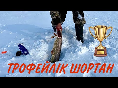 Видео: ШОРТАН - КРОКОДИЛ / Лункаға әзер кірді