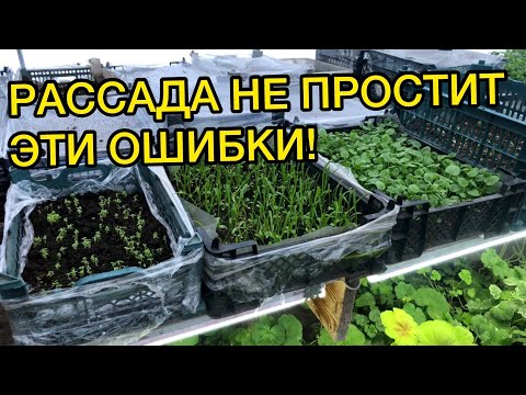 Видео: 7 ЗАПРЕТОВ ДЛЯ МАЛЕНЬКОЙ РАССАДЫ!