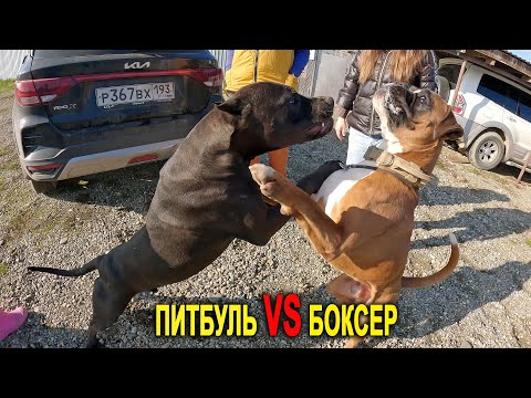 Видео: ПИТБУЛЬ ПРОТИВ БОКСЕРА !!! Щенки убежали, поехал искать на мотоцикле !!!