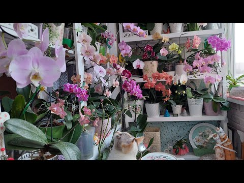 Видео: НОВОГОДНЕЕ цветение 🌟100 ОРХИДЕЙ 🌼 2024 год