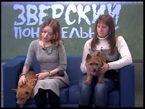 Видео: "Зверский понедельник": Норвич-терьеры