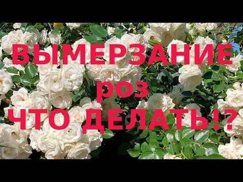 Видео: Розы плачут и я с ними. Но мы победим.