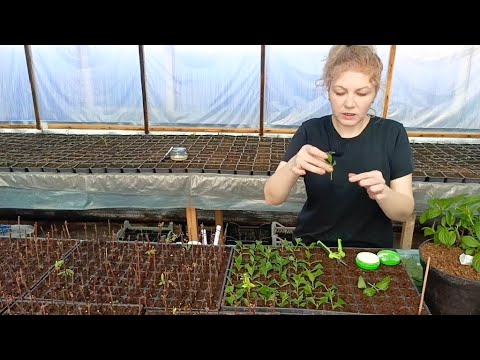 Видео: Зелёное черенкование гортензии 🌱 Рабочие моменты