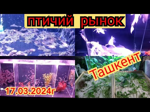 Видео: Птичий рынок(базар) Узбекистан Ташкент , aquarium fish market