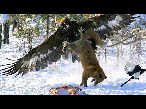 Видео: ХИЩНЫЕ ПТИЦЫ В ДЕЛЕ! На что способен Сокол, Беркут, Ястреб, Сова...