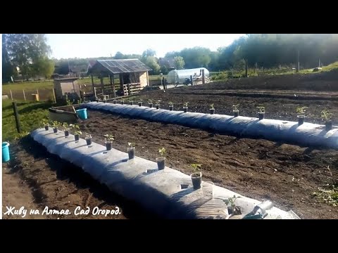 Видео: КАК РАБОТАЕТ ГРЯДКА-ТЕРМОС и её преимущества