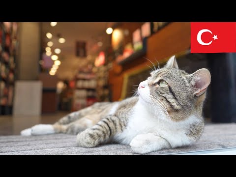 Видео: Кошки Стамбула: 2,5 часа расслабляющих моментов в 4K