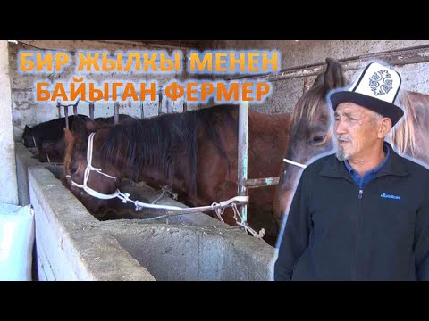 Видео: Колпоч Бериков: Бир жылкы байышыма себеп болгон