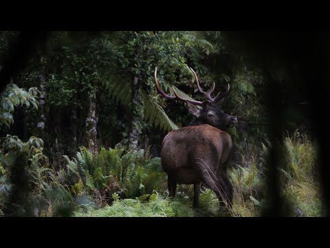 Видео: Избирательный блок «Дикие аборигены Вапити»