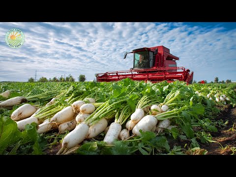 Видео: Как фермеры собирают сахарную свеклу, кукурузу и лук с помощью машин: современное сельское хозяйство