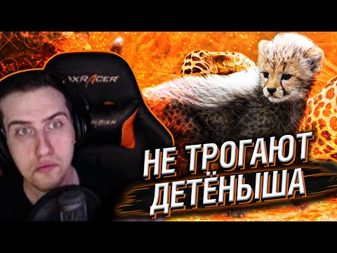 Видео: Hellyeahplay смотрит: Вот Почему Хищники Не Трогают Детенышей Гепарда