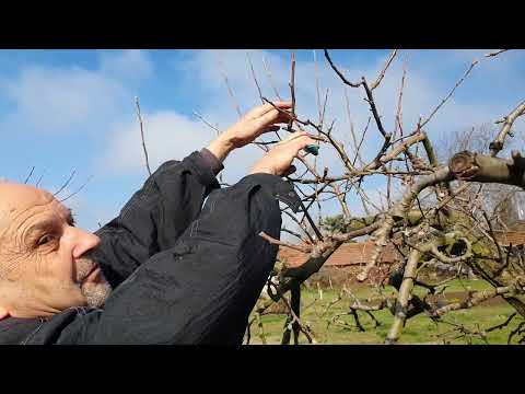 Видео: Резитба ябълка с явни плодни пъпки, редовно плододаваща.