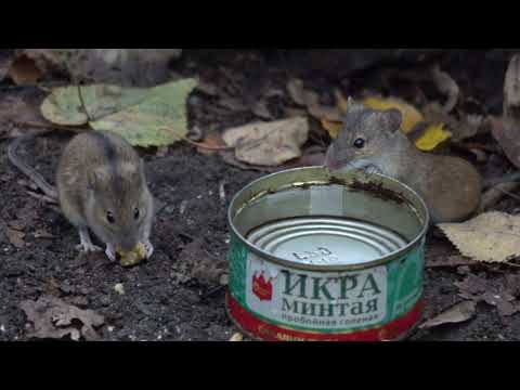 Видео: Небольшая зарисовка с белкой и мышами / A small sketch with a squirrel and mice